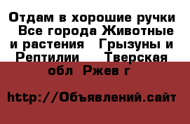 Отдам в хорошие ручки - Все города Животные и растения » Грызуны и Рептилии   . Тверская обл.,Ржев г.
